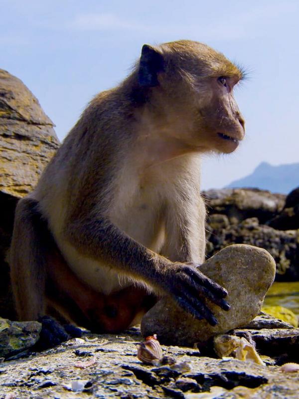 Les survivants ultimes de la nature