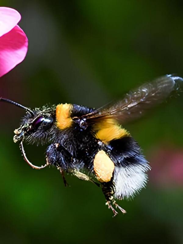 Hummeln - Bienen im Pelz