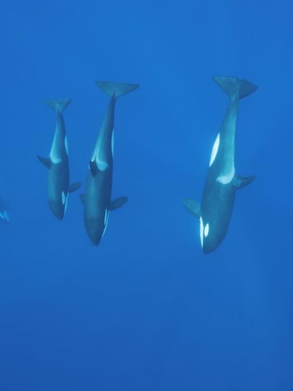 Pêcheur de légende