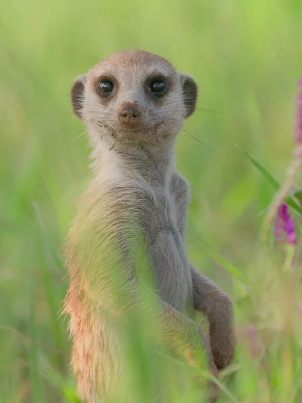 Le clan des suricates, nouvelle génération