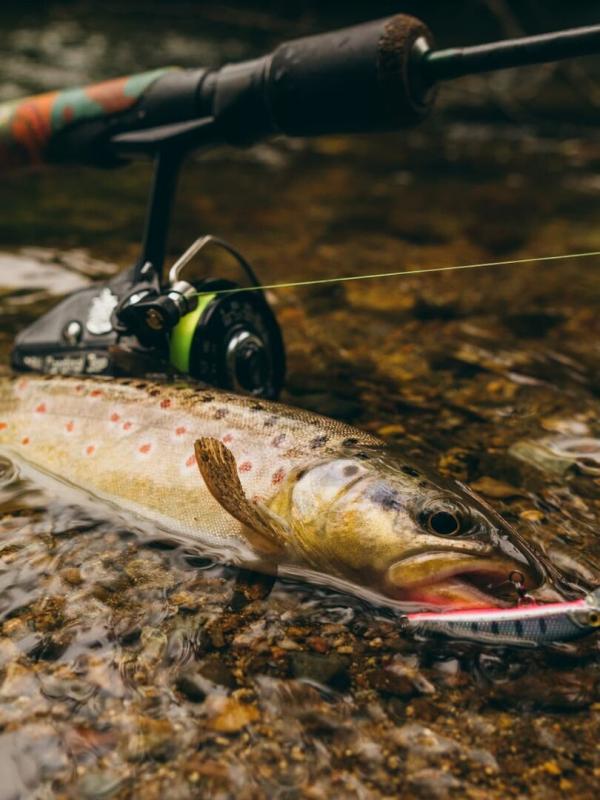 Pêches modernes à la mouche