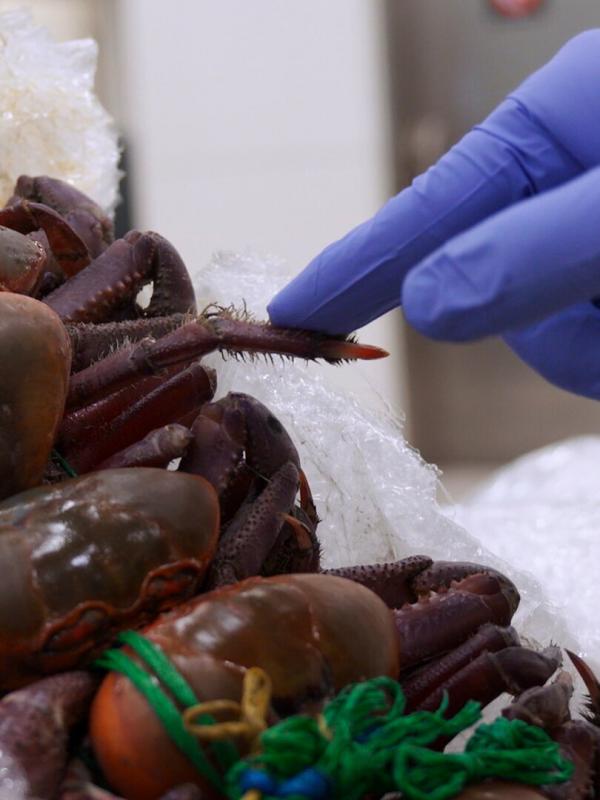 Au cœur des douanes : Espagne