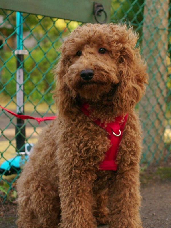 Waffle, le chien waouh S1 E26