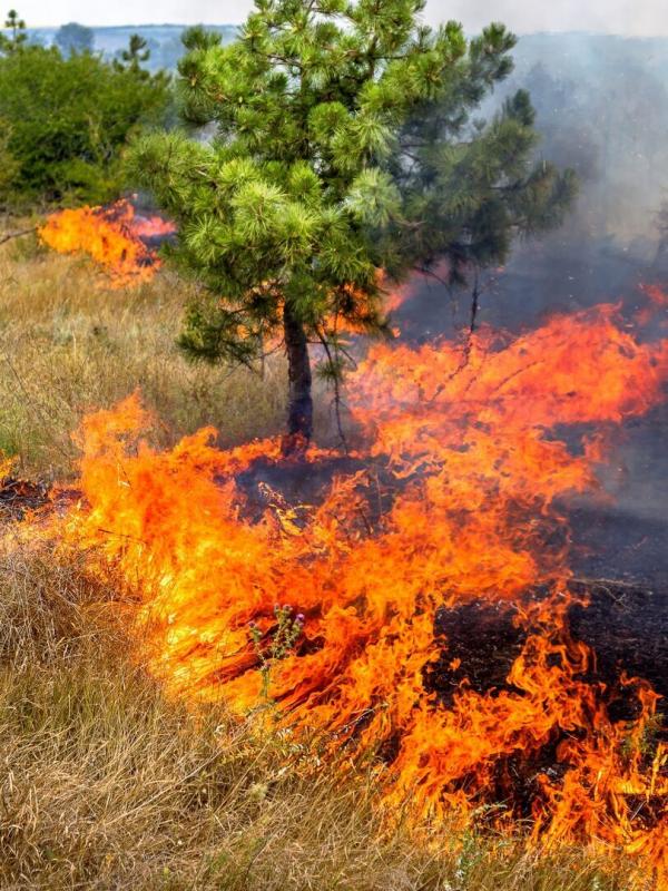 La Bataille pour la forêt