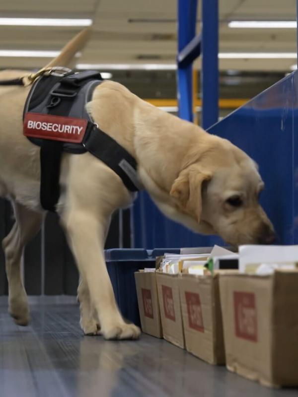 Douanes sous haute surveillance