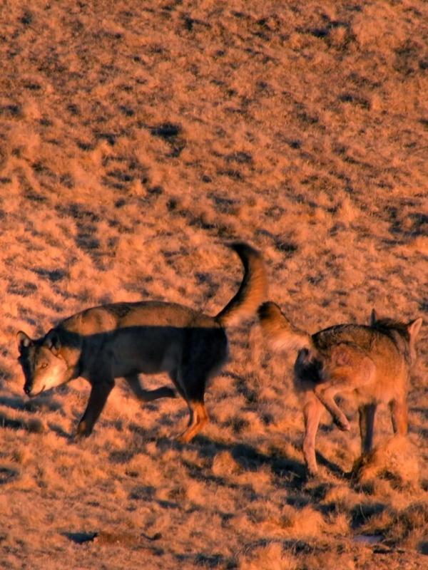 Abruzzes : Le retour du loup au coeur de l'Italie