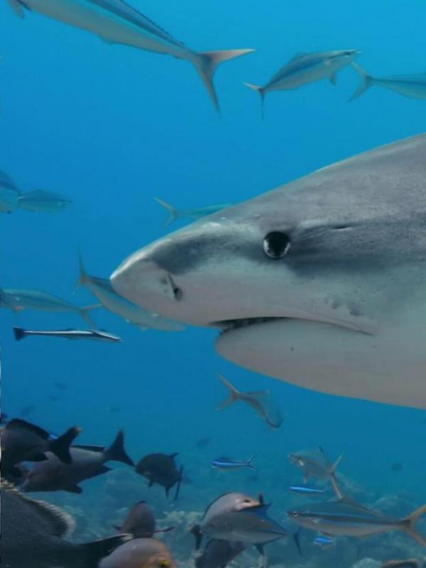 Champion de la survie