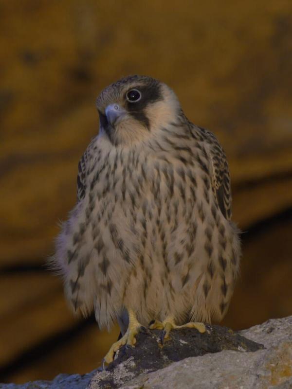 Migrations secrètes