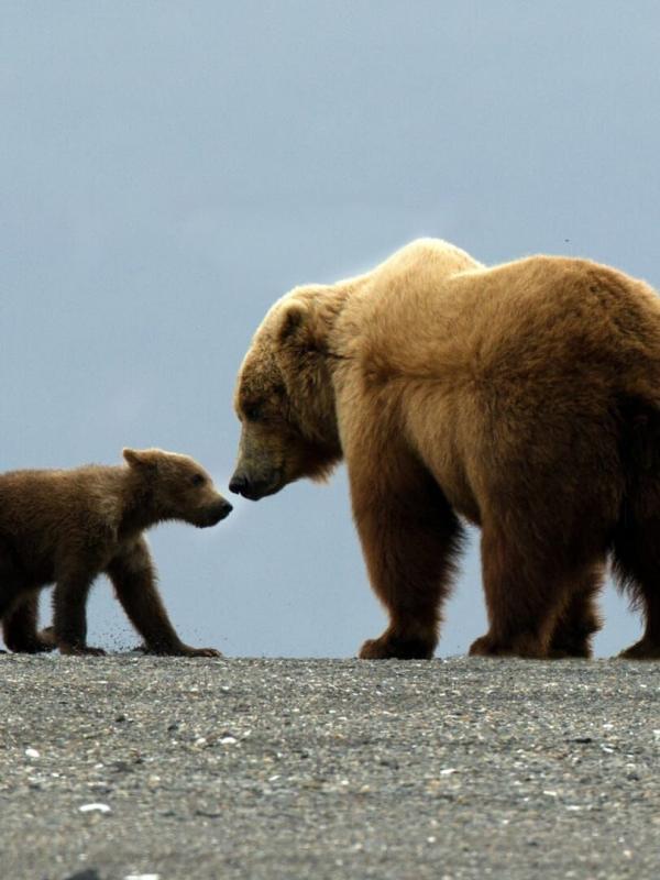 Great Bear Stakeout