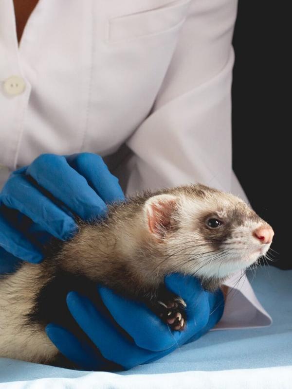 Dierendokter in het wild