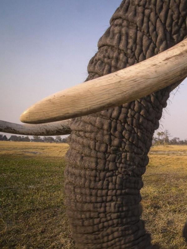 Au coeur de l'Okavango