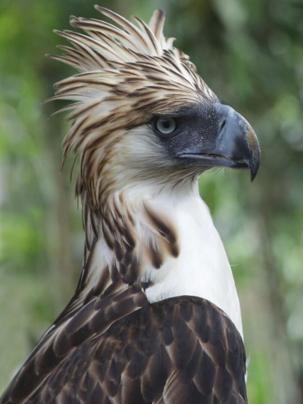 Destination Wild : Philippines