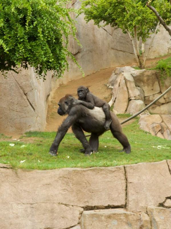 Au coeur du zoo le plus beau du monde