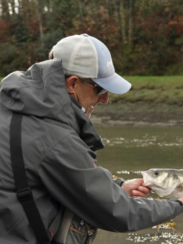 Le bar d'estuaire... À la mouche et à vue sinon rien !