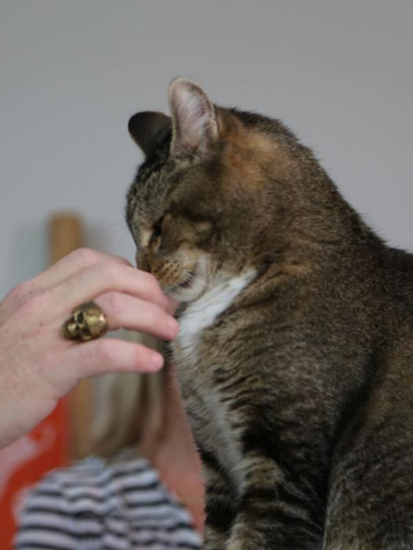 Hell's Cat : mon chat est un cauchemar