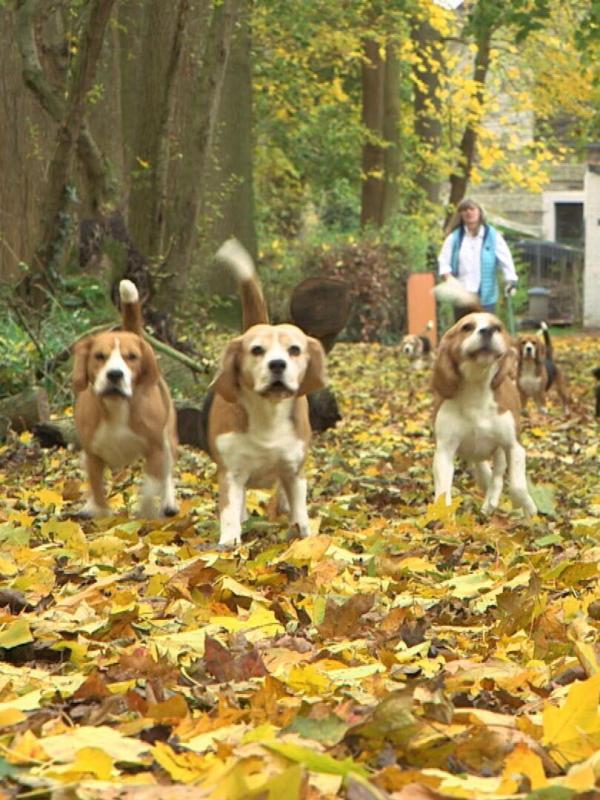 Chiots & chatons, 3 mois pour devenir grand