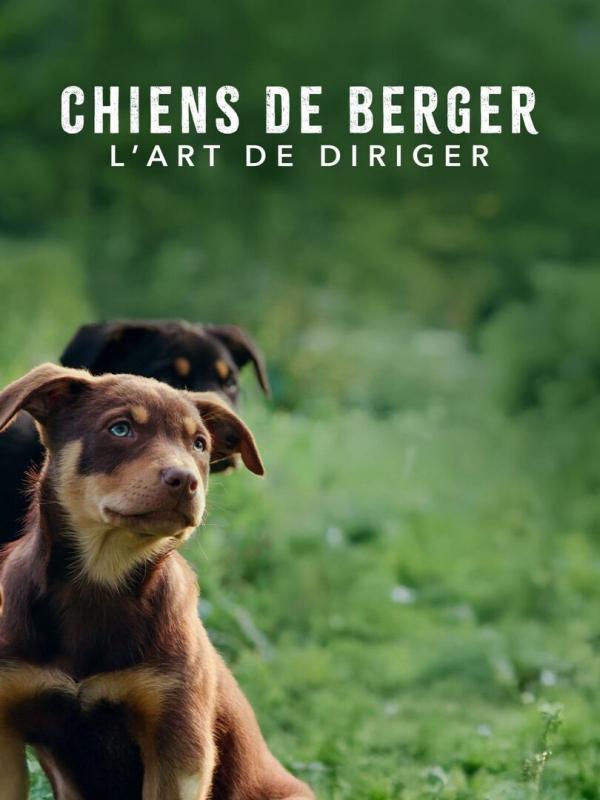 Chiens de berger : l'art de diriger