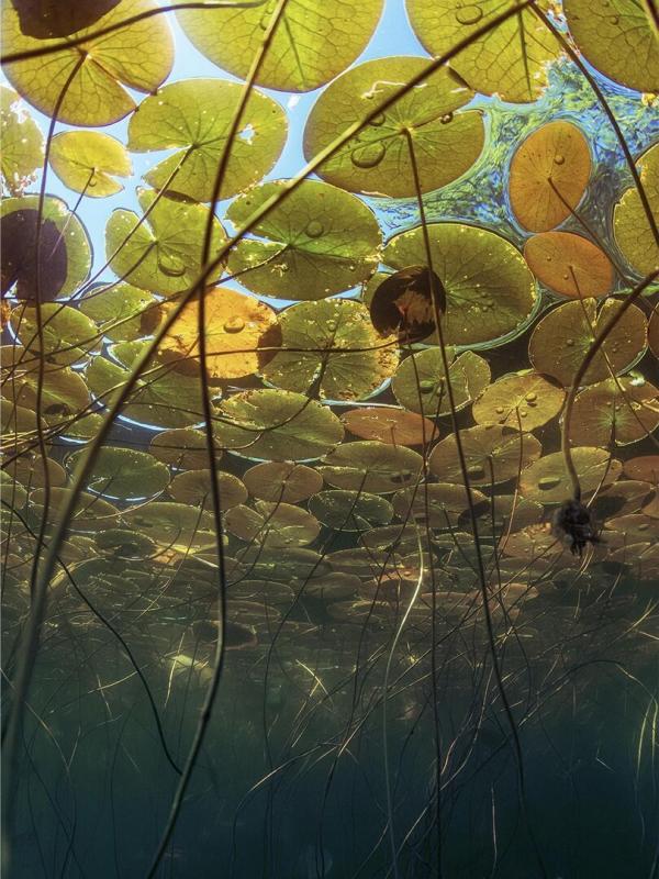 Les superpouvoirs des plantes