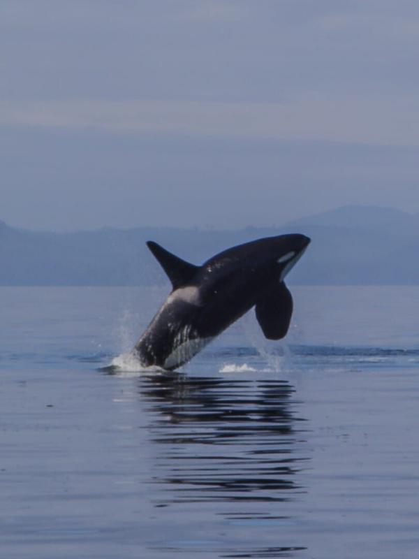 Killer Whale Chronicles