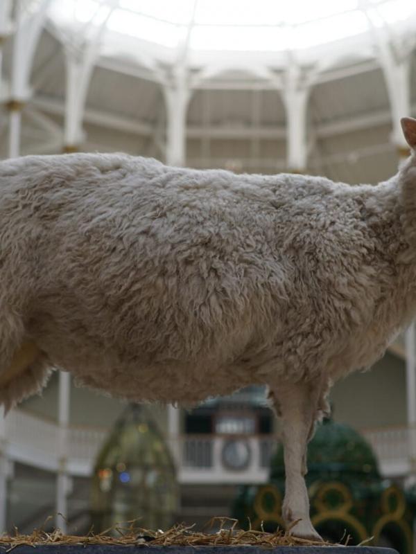 Dolly : La première brebis clonée de l'histoire