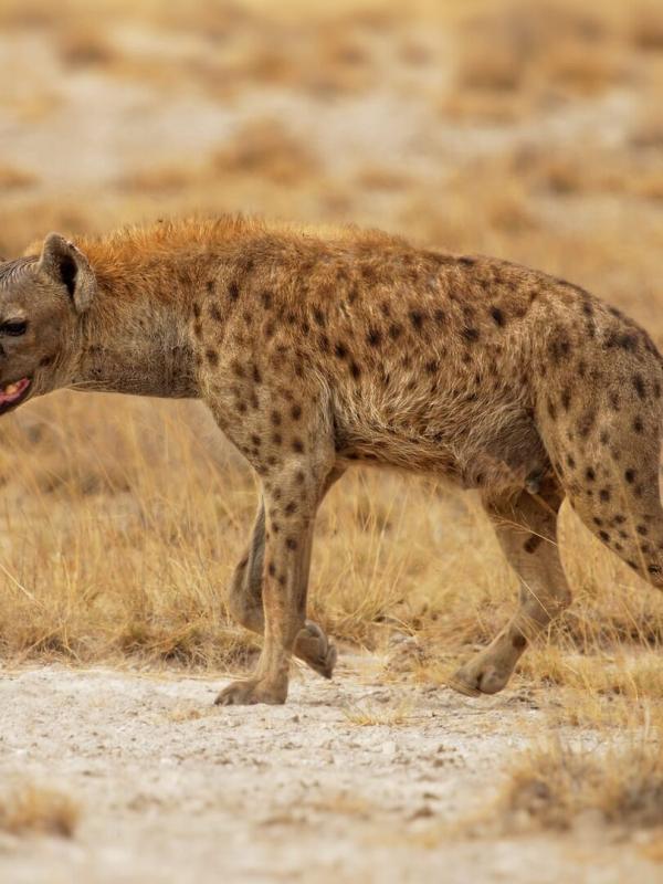 Beauval, au plus près des animaux