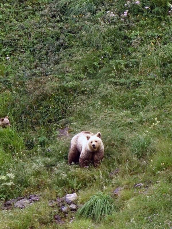 Pyrénées, vivre avec l'ours