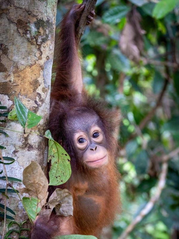 Orangs-outans, nos cousins rouges de la forêt