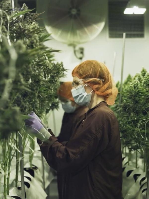 Cannabis, le paradoxe français