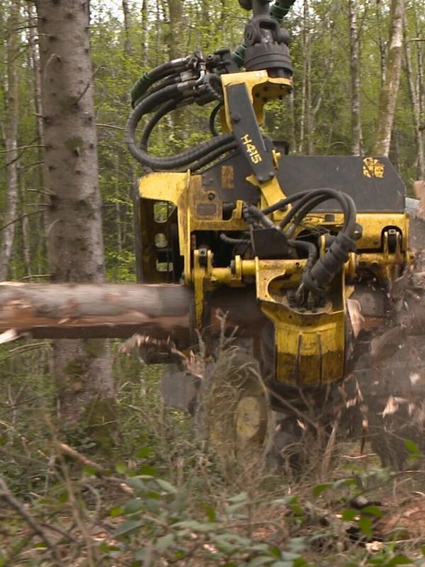 Bûcheron : un métier à hauts risques