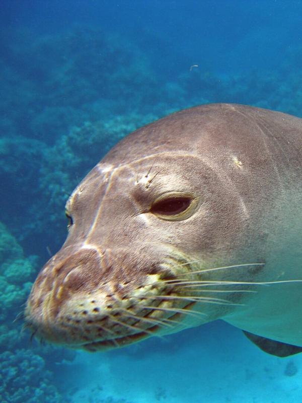 Les trésors de l'océan