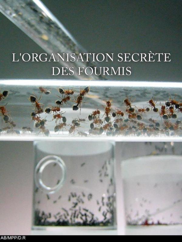 Ameisen - Die heimliche Weltmacht