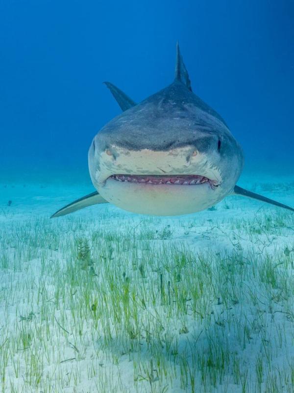 Les requins-tigres géants