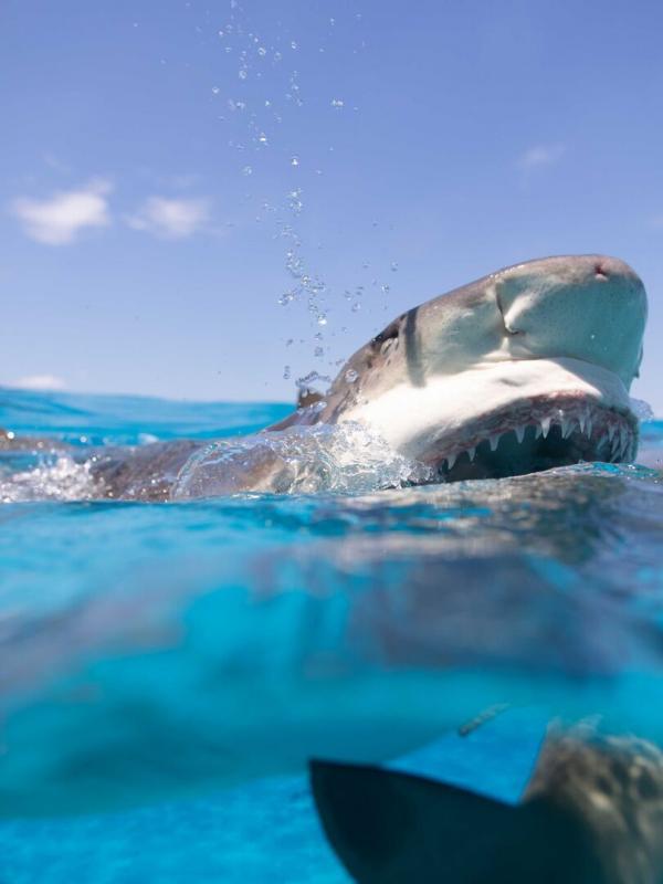 Requin, le mangeur de sable