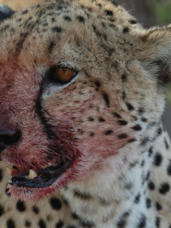 Afrique: à la vie, à la mort