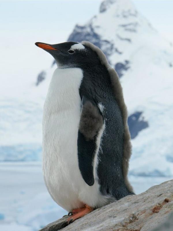 Une planète, sept mondes sauvages