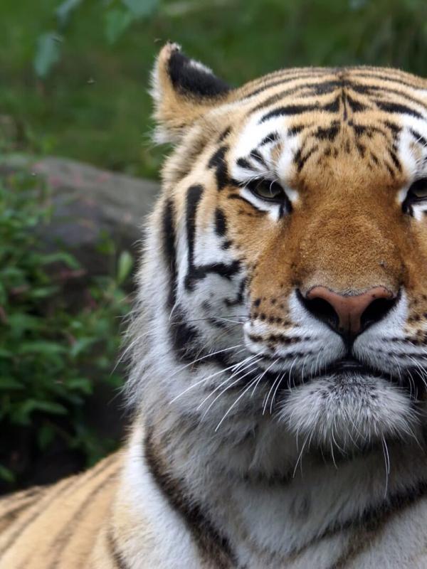 Au coeur du zoo de New York