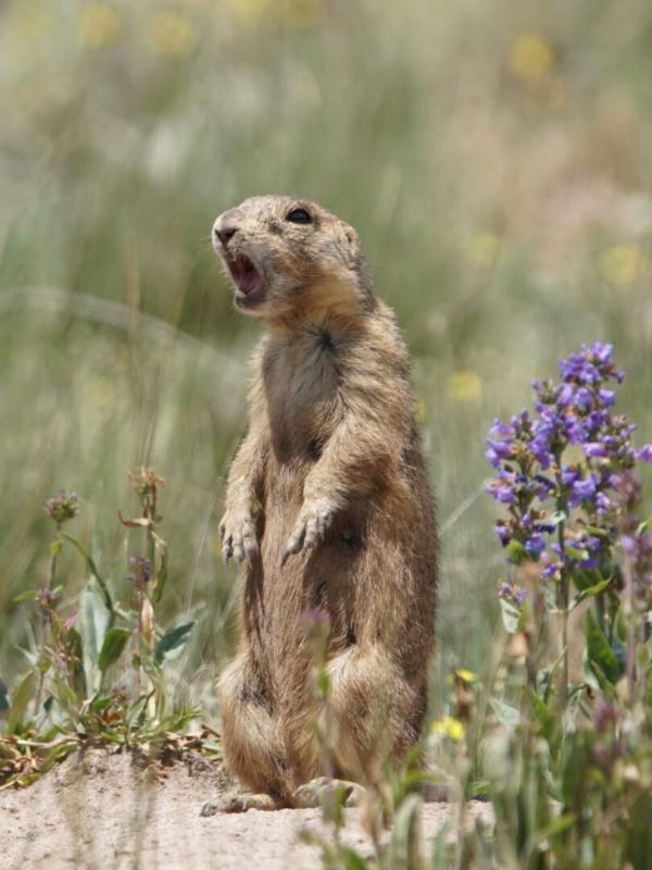 La dynastie des chiens de prairie