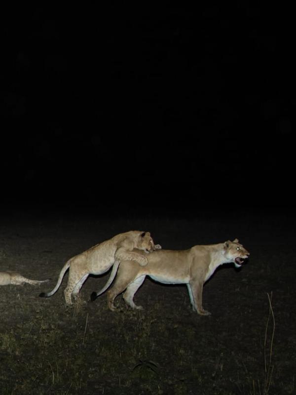 Afrikas Jäger der Nacht