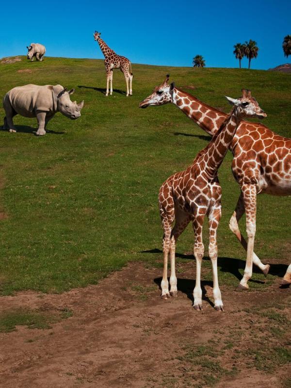 Au coeur du zoo le plus beau du monde