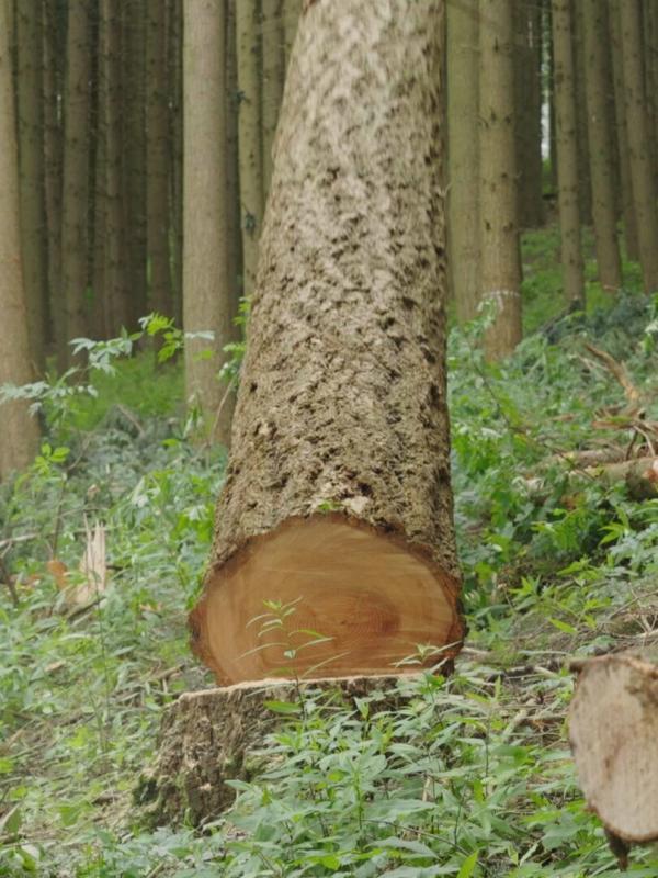 Bûcheron : un métier à hauts risques