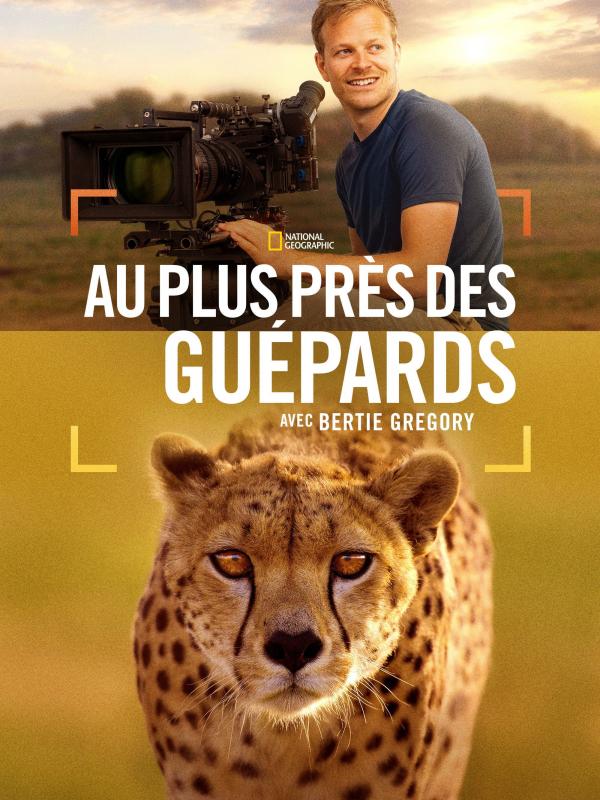 Au plus près des guépards avec Bertie Gregory