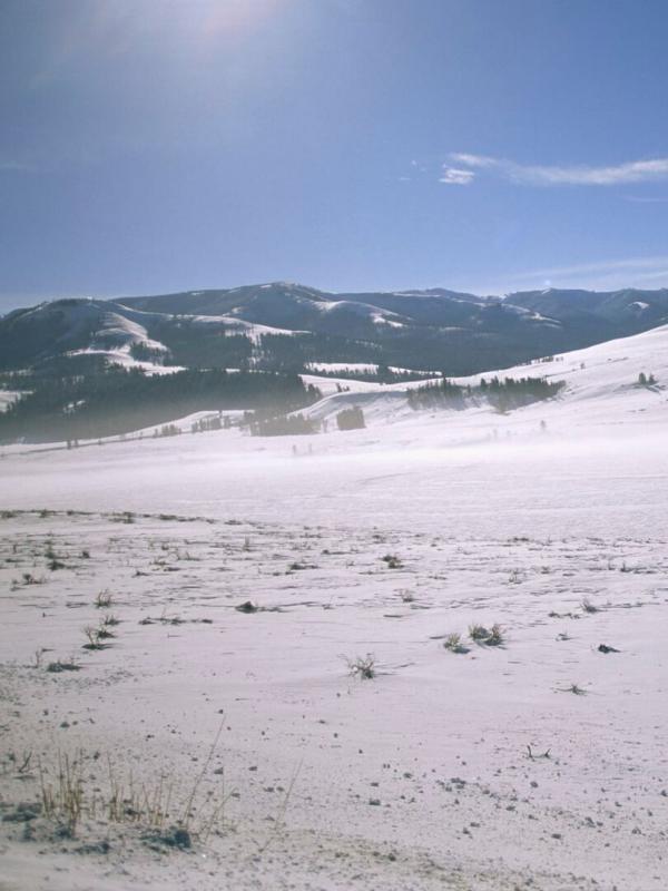 Yellowstone, la dynastie des loups