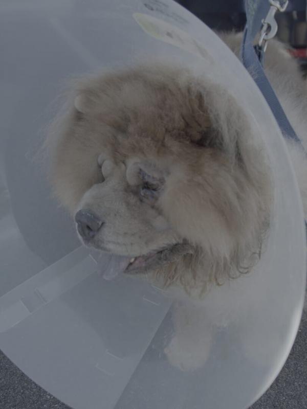 Critter Fixers : Vétos de choc