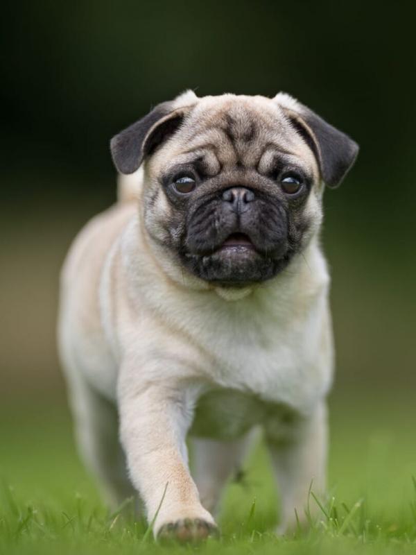 Le grand bêtisier des animaux