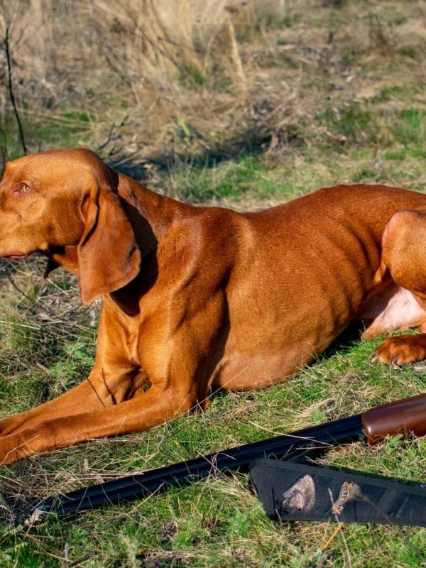 Cuisine de chasseur