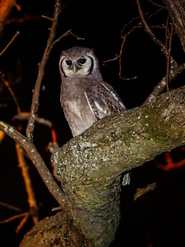 La vie nocturne des animaux