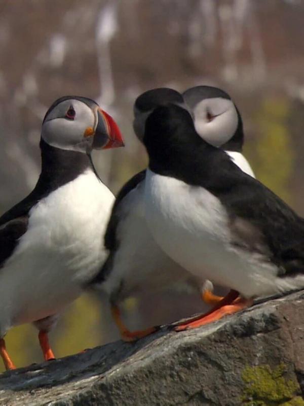 Le livre de la jungle : mission safari S1 E25