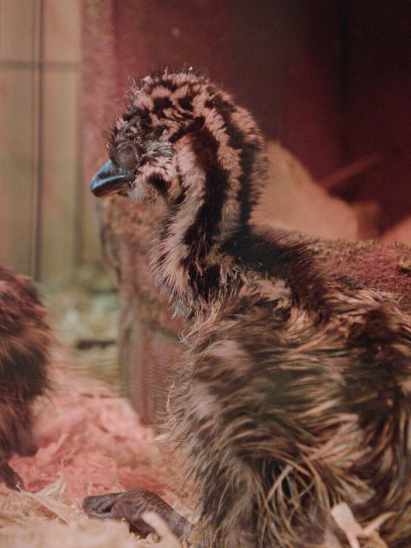 L'Incroyable ferme des Pols