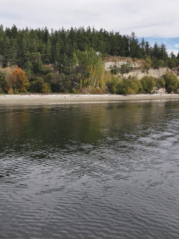 Killer Whale Chronicles