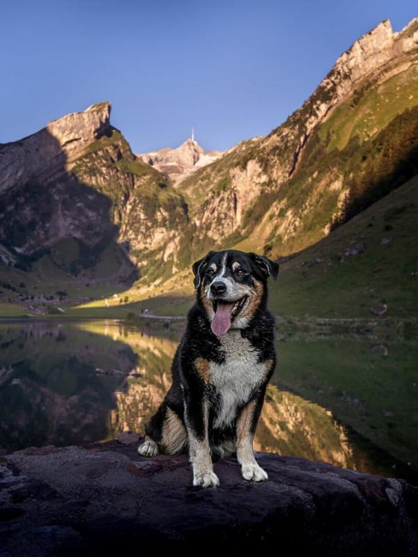 Schweizer Hundegeschichten